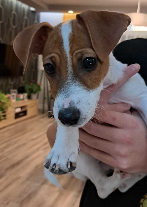 Jack Russell Terrier szczeniak