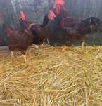 Rhode island red ovos