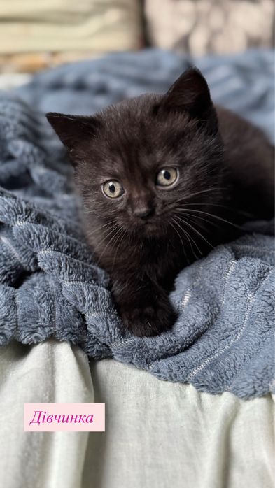 Чистокровні кошенята Шотландської породи (Фолд та Страйт)