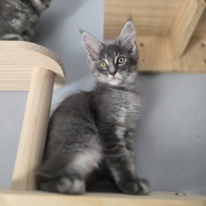 Maine Coon kotka kocurki