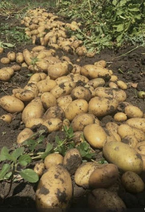 Продам картоплю домашню