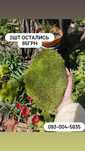 Мох кочками. Для улиток,растений,вазонов, декора, дома