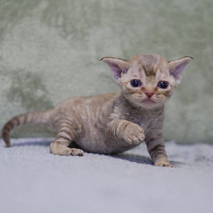 Devon Rex, dziewczynka