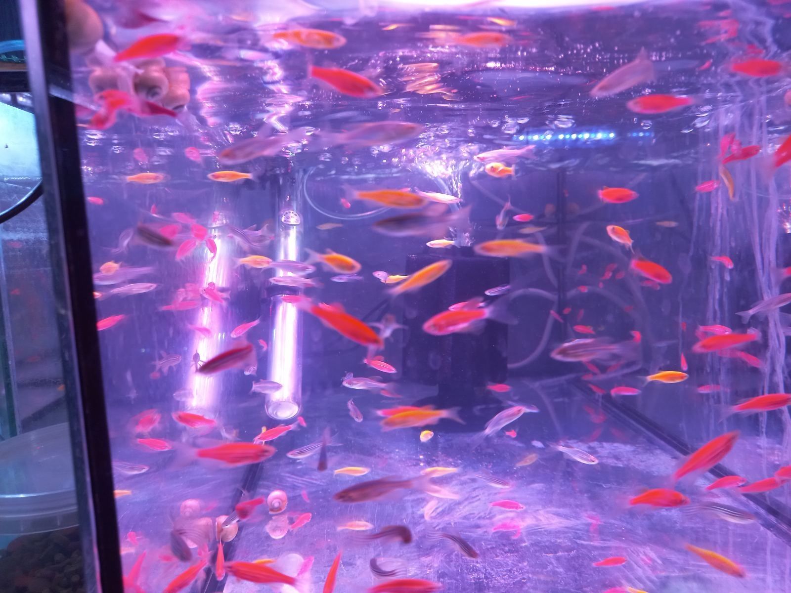 Акваріумні рибки корм акваріум тернеція даніо півники