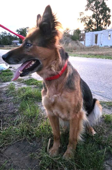 Cudna, kochana, łagodna, przytulaśna sunia prosi o dom