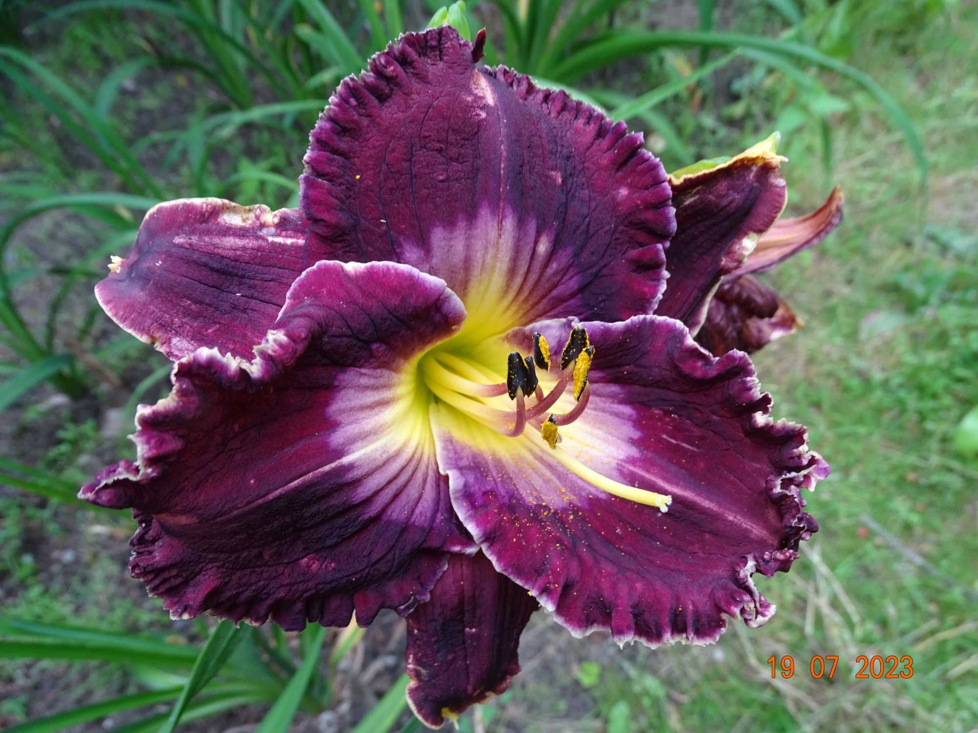 Liliowce – nowe, unikalne odmiany!
