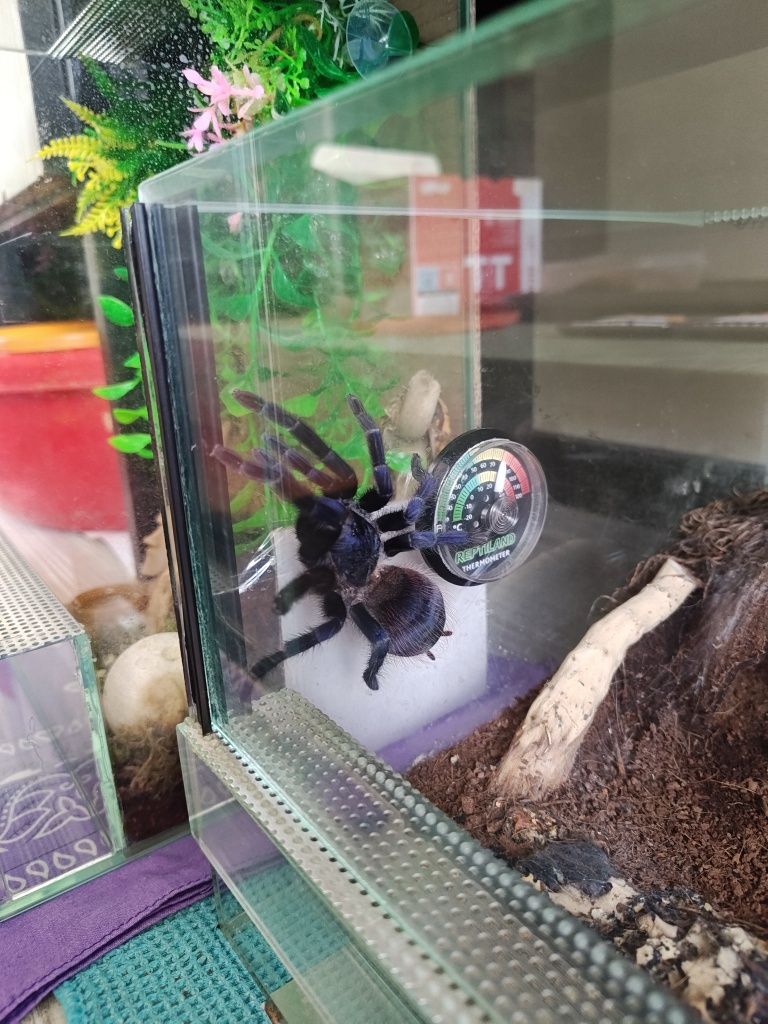 Pająk (ptasznik). 3 lata. Terrarium z wyposażeniem