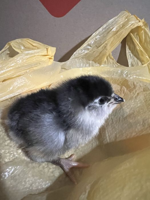 Курчата добові китайська шовкова,амераукана