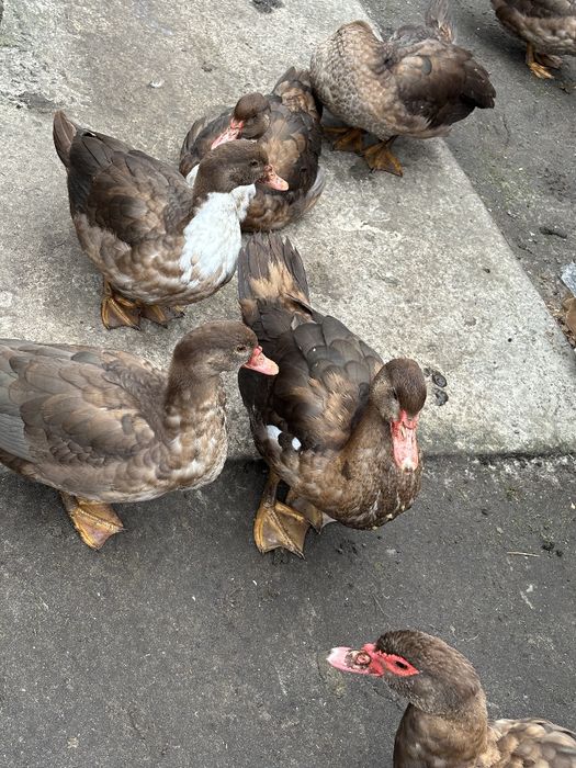 Мускусні качки(шипуни)