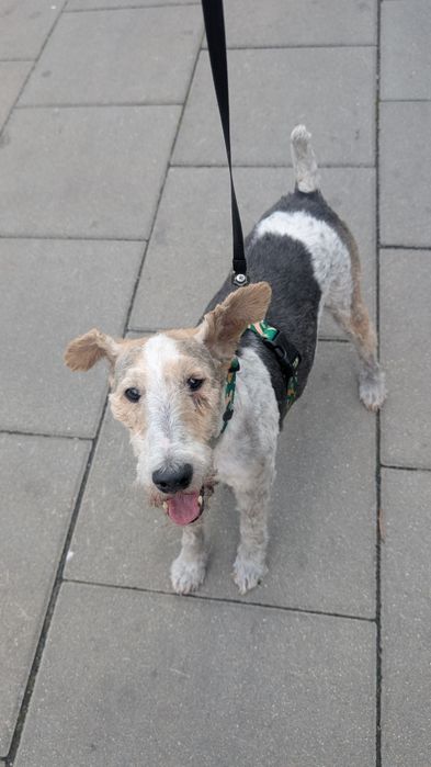 Aster szuka domu !!!