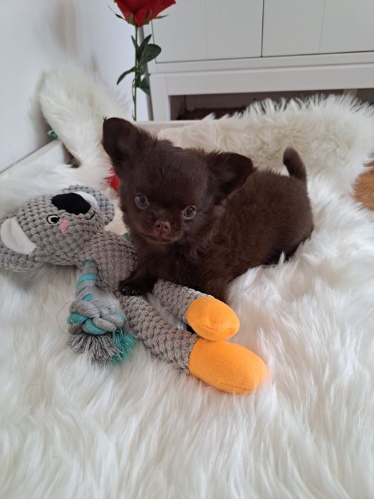 Długowłosy czekoladowy piesek Chihuahua z rodowodem