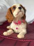 Suczka- Cavalier King Charles Spaniel