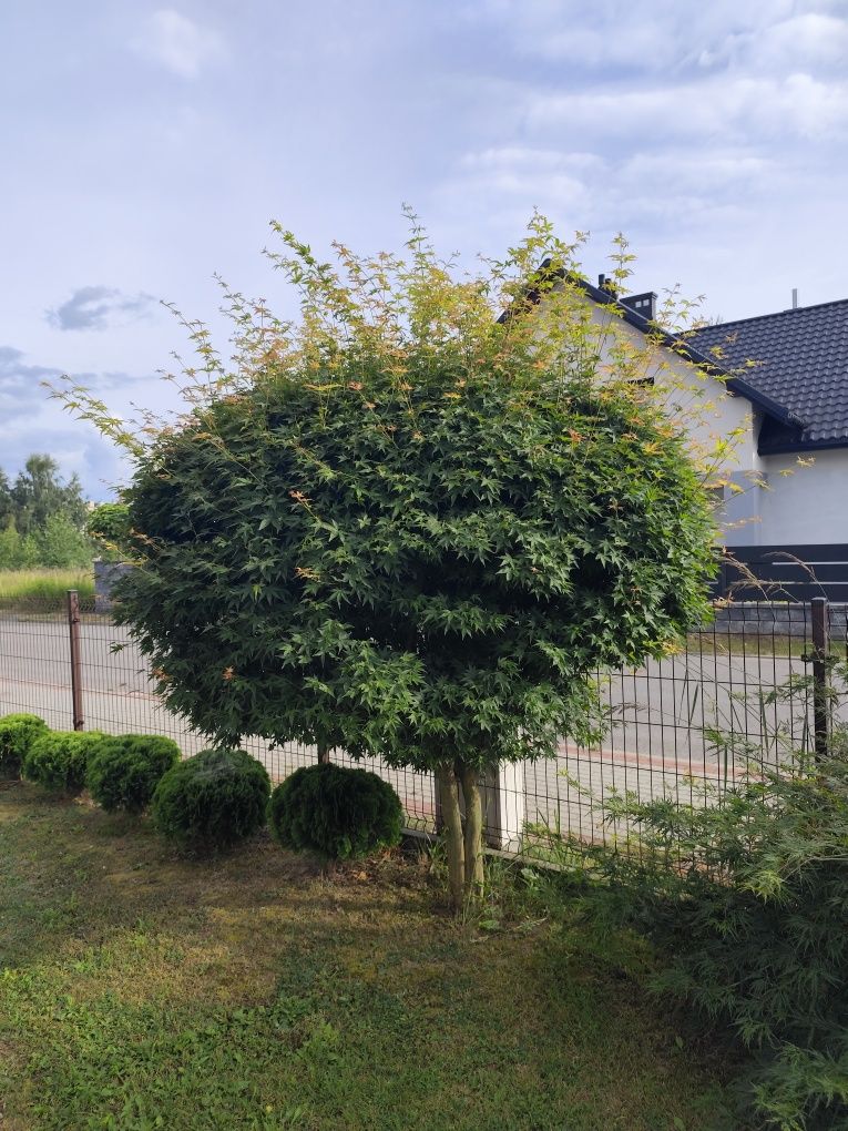 Witam sprzedam drzewko Acer