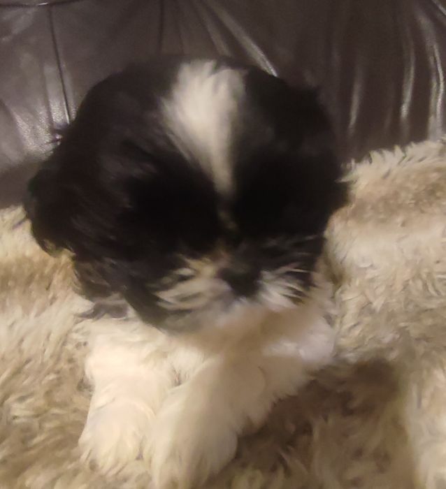 Shihtzu czarno biały piesek