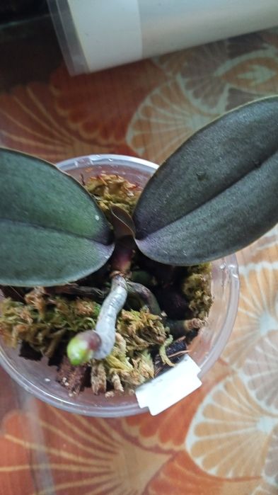 Орхідея  Antares