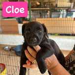 Cloe   - Bebé para Adopção