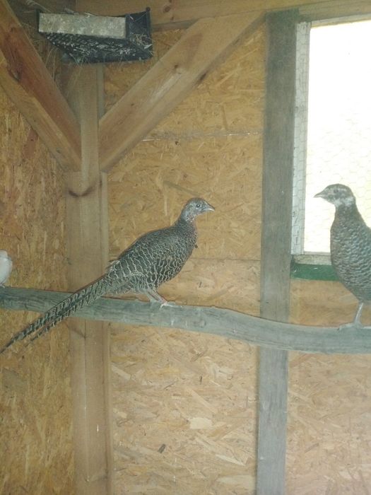 Bażanty łowne, mongolskie