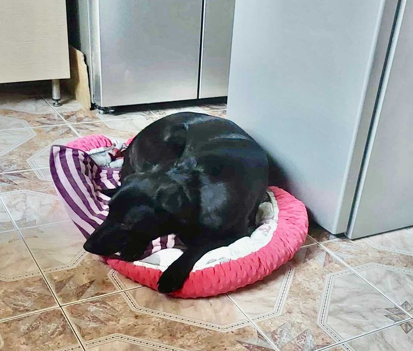 Valentine  mądra, subtelna suczka do adopcji. Akceptuje koty.