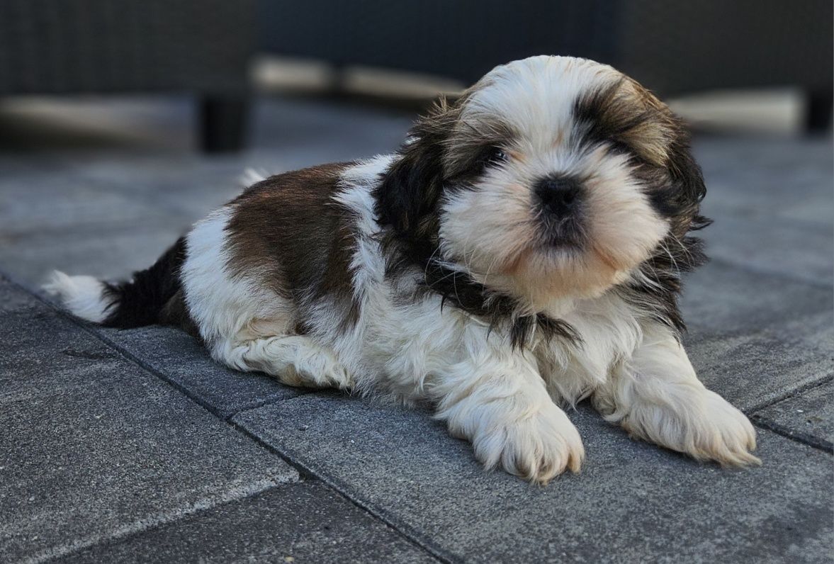 Shih tzu TRI color