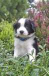 Border Collie niebieskie oko