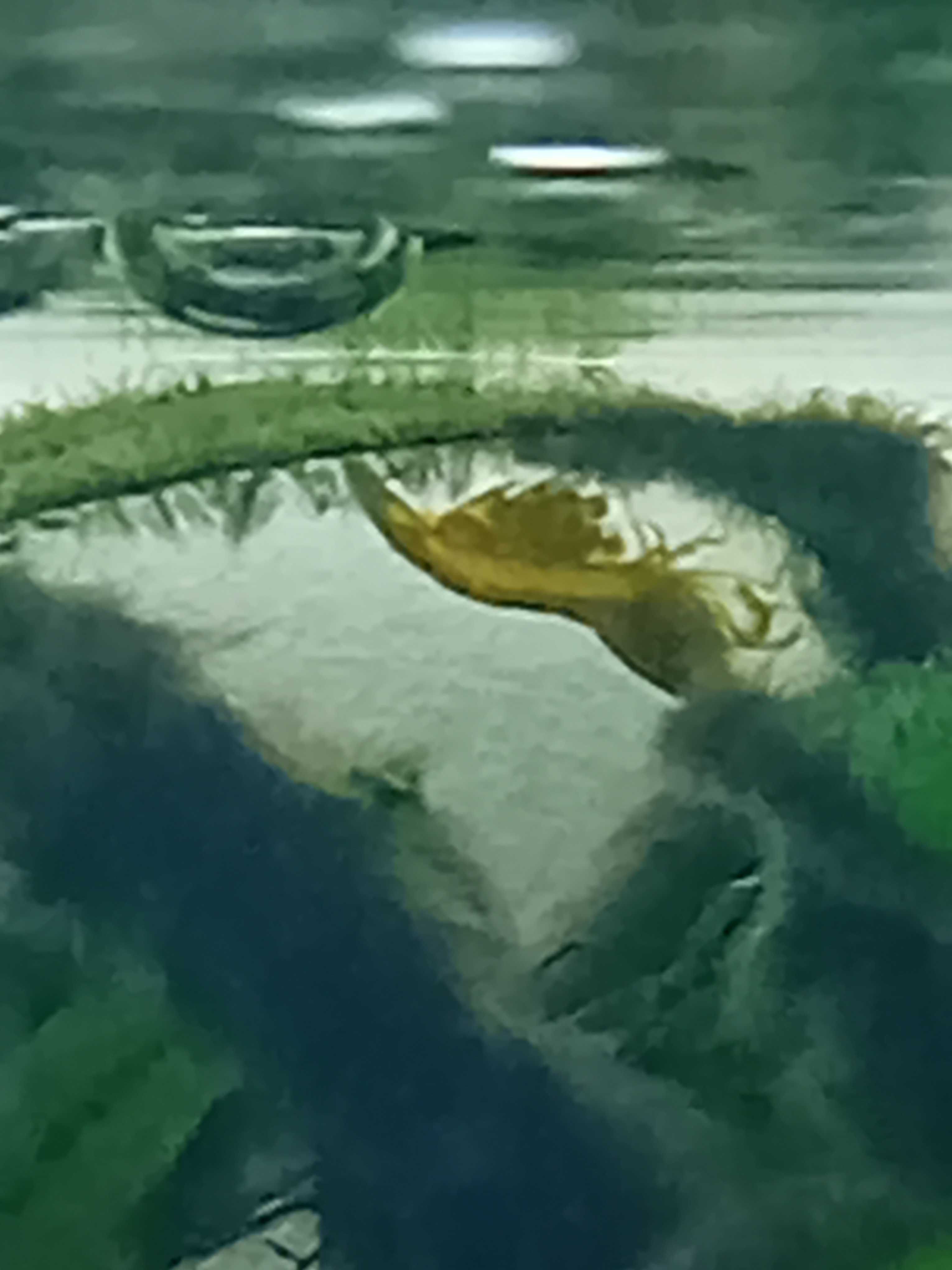 Krewetka Neocaridina heteropoda "Yellow Neon "