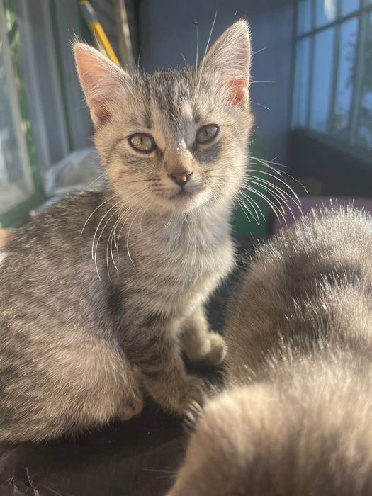 КІШЕЧКА шукає родину