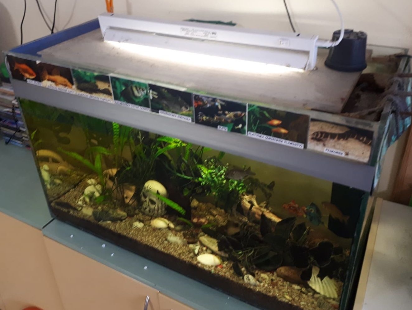 Akwarium OBNIŻKA TERRARIUM 180 litrów. WYPRZEDAŻ z kilkoma rybkami