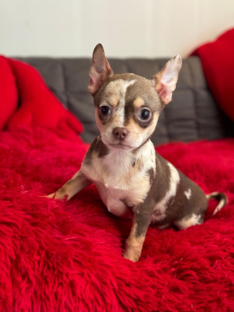 Chihuahua chłopczyk merle red