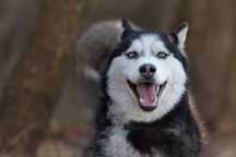 Suczka husky z potencjałem sportowym szuka aktywnego opiekuna. Adopcja