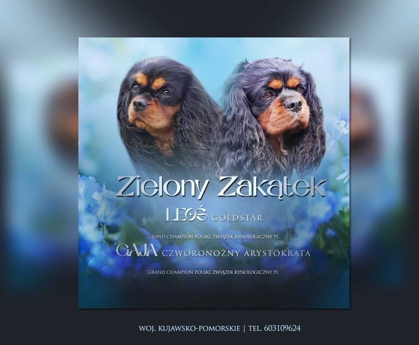 zapowiedź miotu - ok. Mikołajek