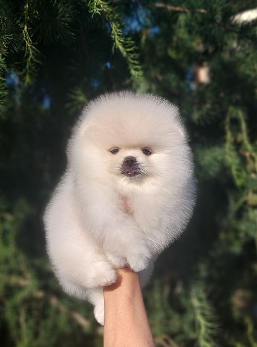 Очаровательная девочка померанского шпица