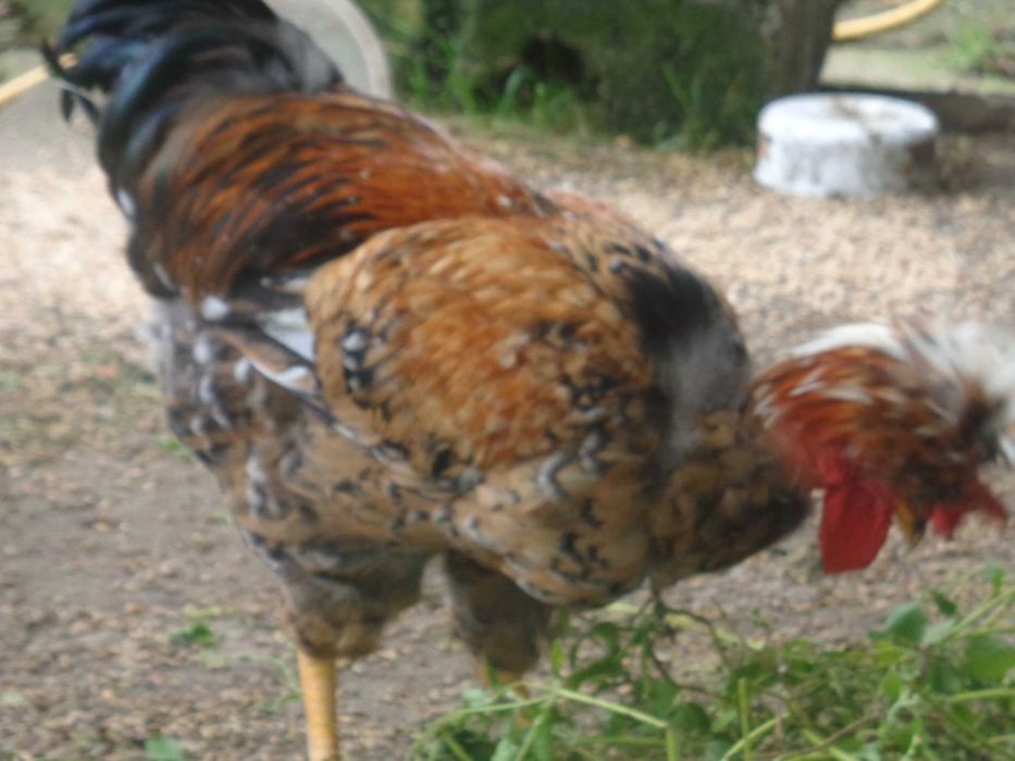 Gołoszyjki, mlode koguty. Drób ozdobny