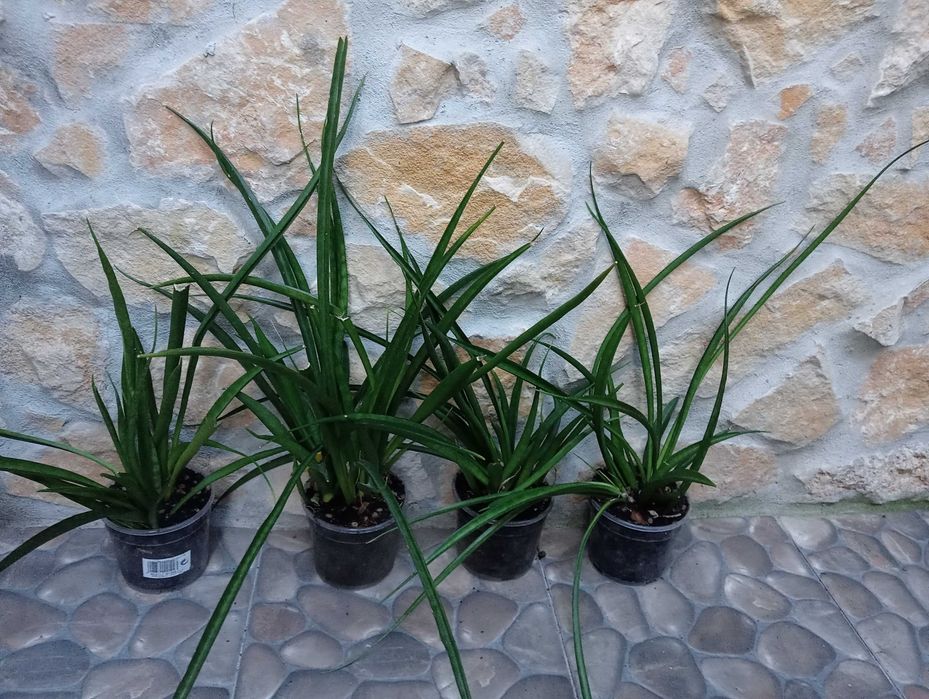 Planta natural, vasos da foto