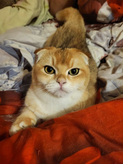 Добрий хлопчик золота шиншилла.