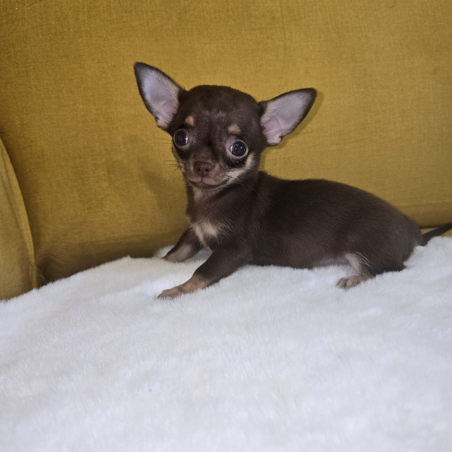 Juz do odbioru * Chihuahua samiec czekoladowy