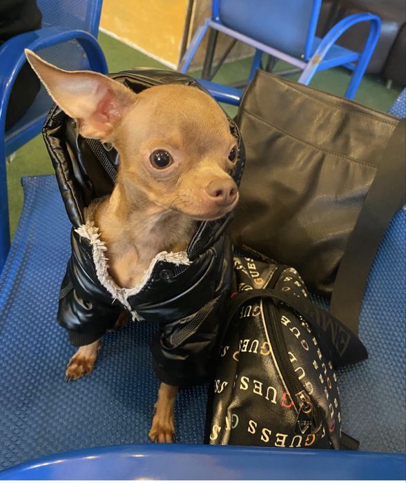 Вязка русский той терьер