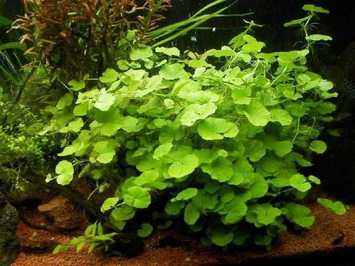 Кардамин.  Аквариумные растения