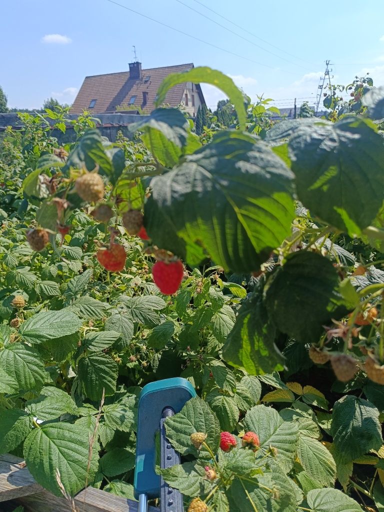 Maliny Ekologiczne Leszno zamówienia