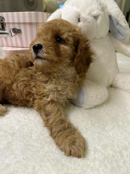 Przesliczny chlopiec Pudel miniatura płowy