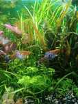 Mieczyki KOI Tricolor dorosłe