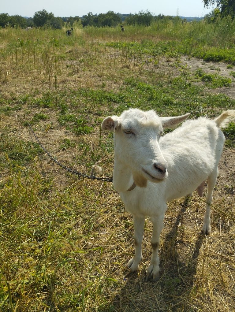 Продам дійну козу