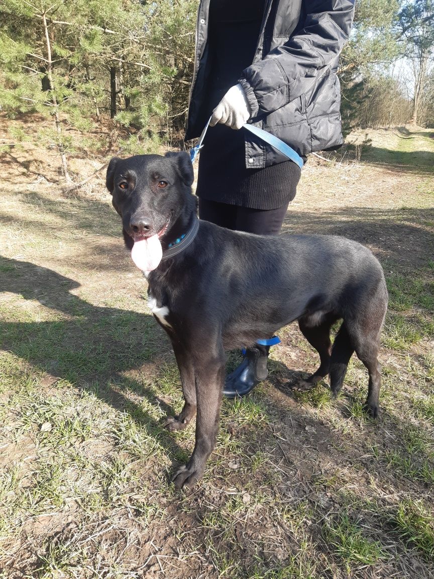 Śliczny młody piesek Nero do adopcji że schroniska.