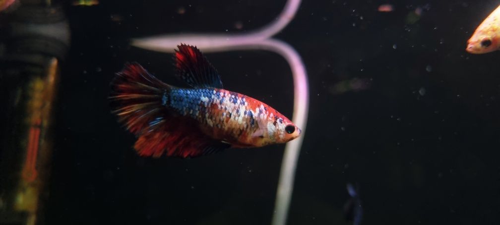 Bojowniki samice hm nemo