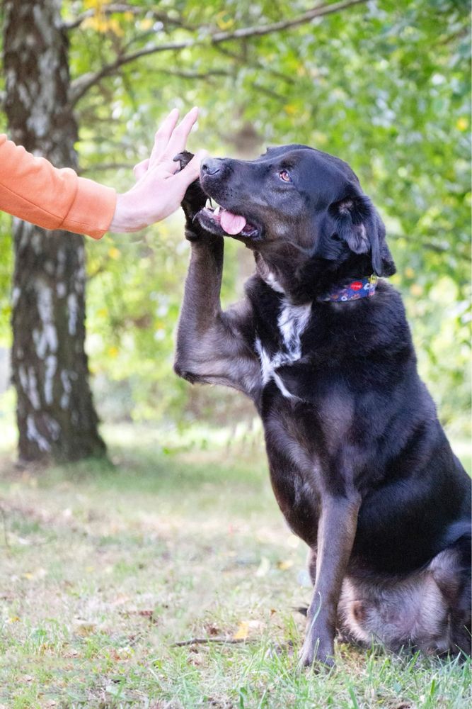 Rex w typie labradora do adopcji