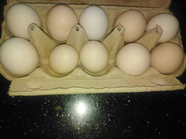 Zielononóżki jajka wiejskie