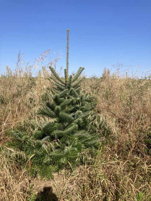 Jodła Kaukaska z polskiej plantacji