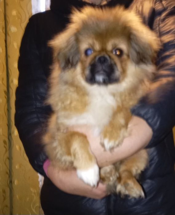 Пекінес.Хлопчик.5 місяців.