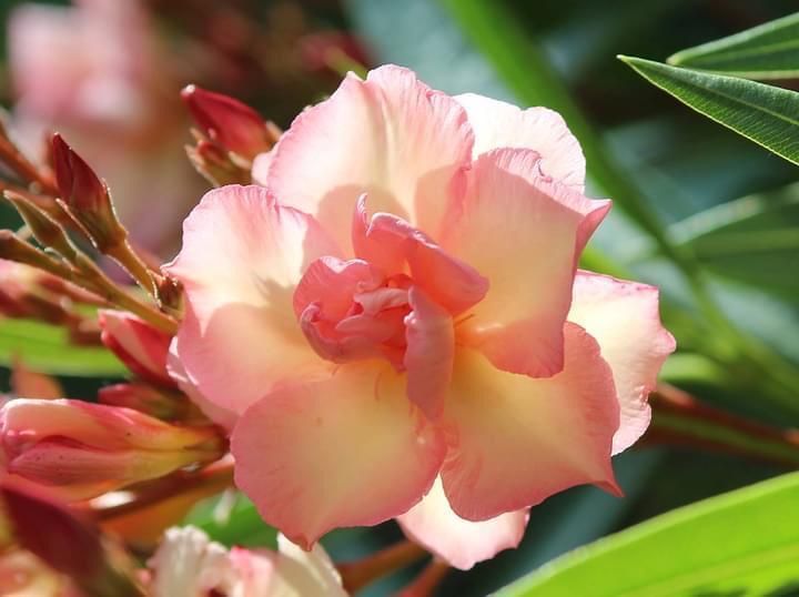 Oleander brzoskwiniowy pachnacy