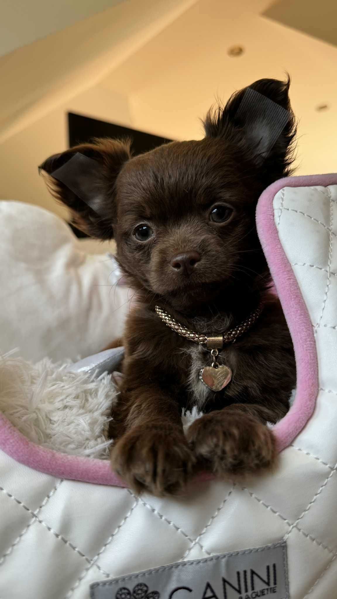 Chihuahua Mini Piesek z Rodowodem-Czekoladowy