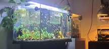 Vendo guppys de varias cores